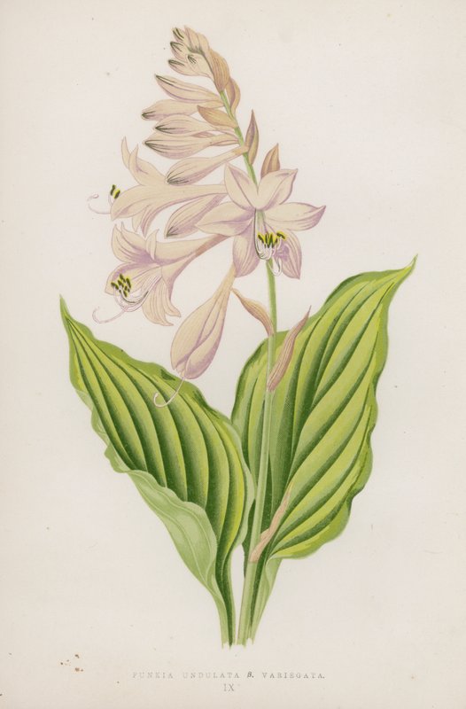 Funkia Undulata; B Variegata - English School