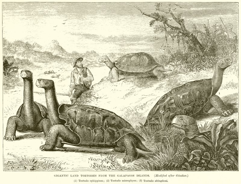 Gigantesques tortues terrestres des îles Galápagos - English School