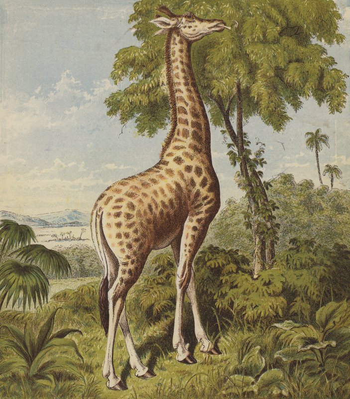 Girafe - English School