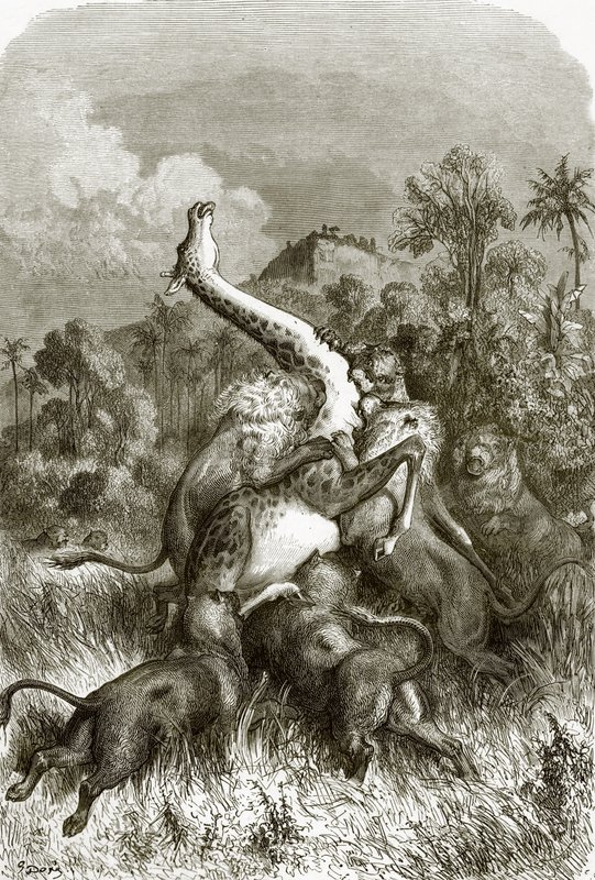 Girafe et lions - English School