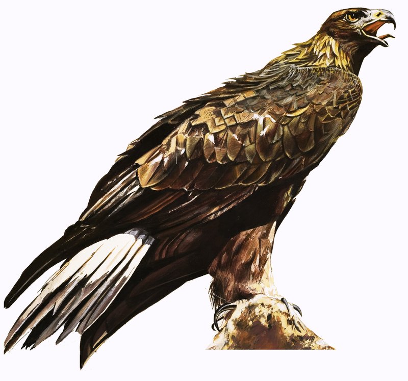 Aigle royal - English School