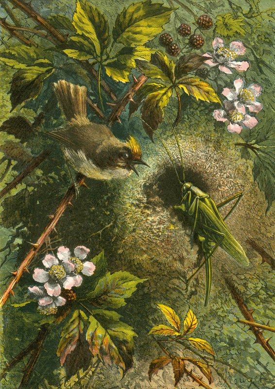 Roitelet huppé et sauterelle - English School