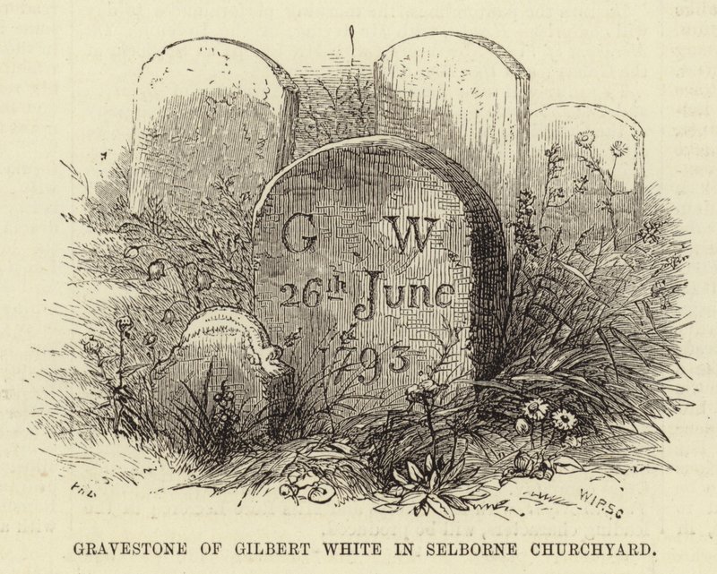 Pierre tombale de Gilbert White dans le cimetière de l