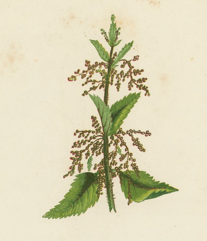 Ortie Verte, Urtica Dioica - English School