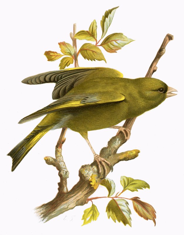 Verdier - English School