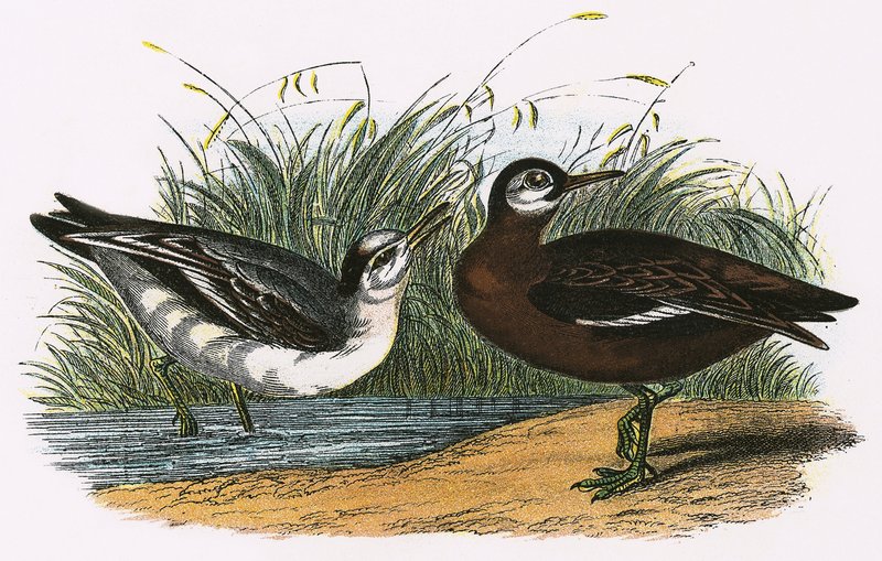 Phalarope Gris - English School
