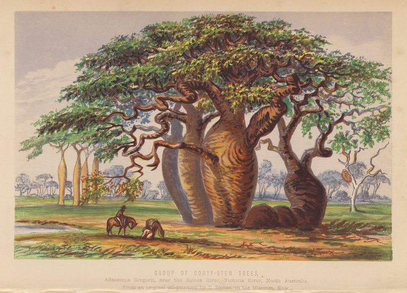 Groupe de Couty Stem Trees, Australie - English School