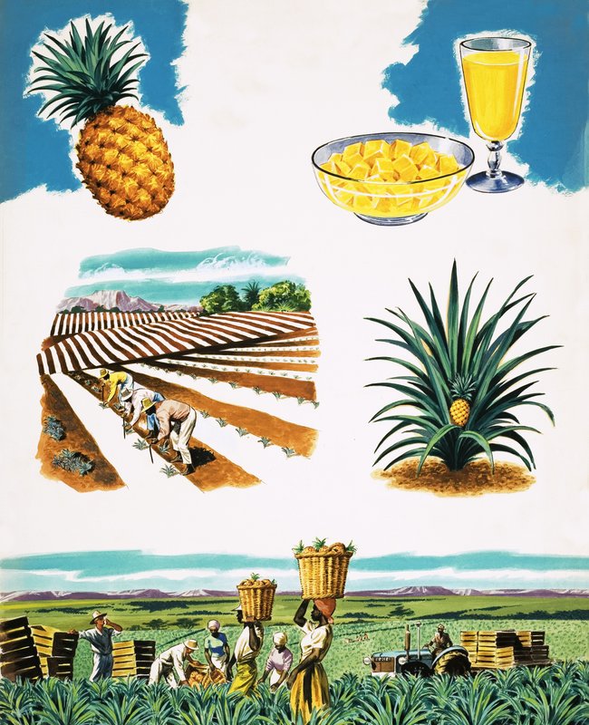 Cultiver des ananas - English School