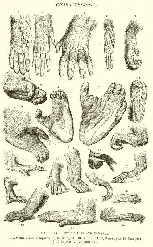 Mains et pieds de singes et de primates - English School