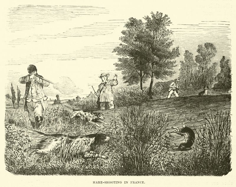 Chasse au lièvre en France - English School