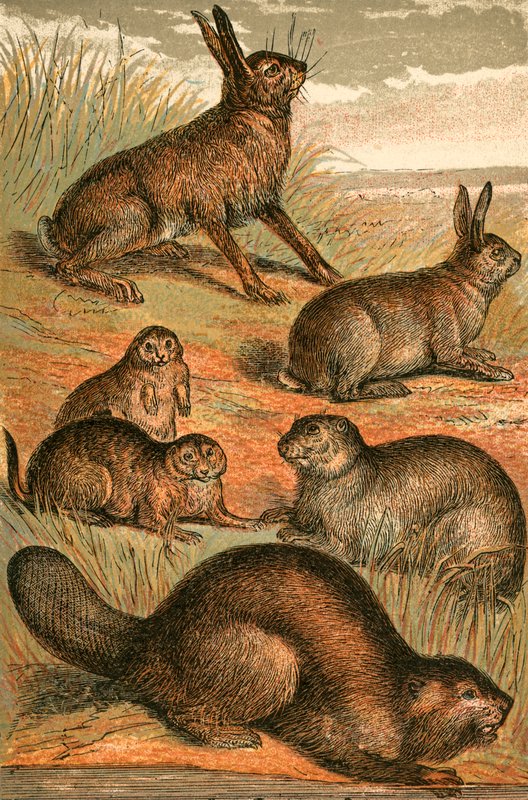 Lièvre, chiens de prairie, lapin, marmotte et castor - English School