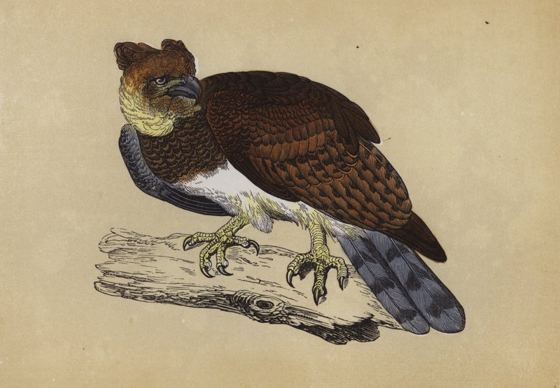 Aigle harpie - English School