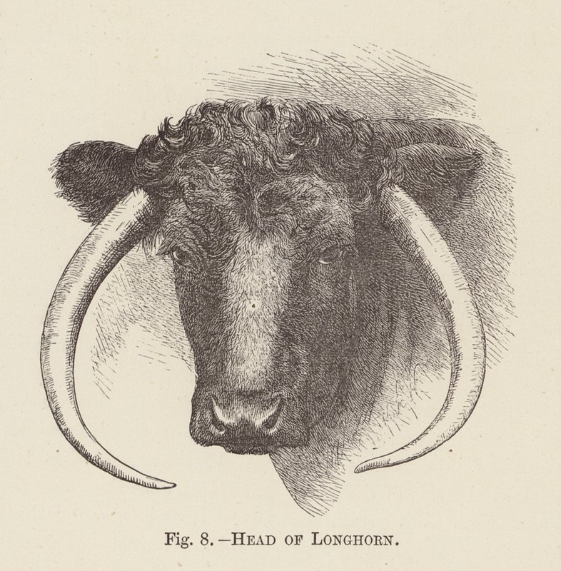 Tête de Longhorn - English School