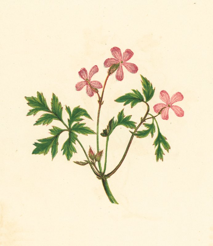 Herbe à Robert, ou pauvre Robin, Geranium Robertianum - English School