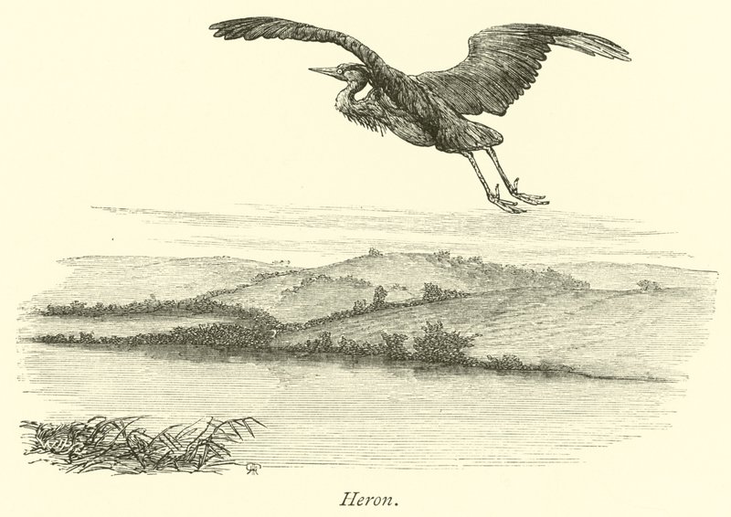 Héron - English School