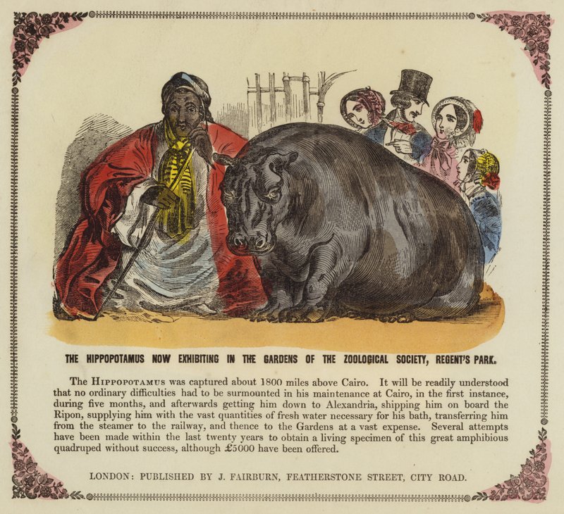 Hippopotame dans les jardins de la Société zoologique, Regents Park, Londres - English School