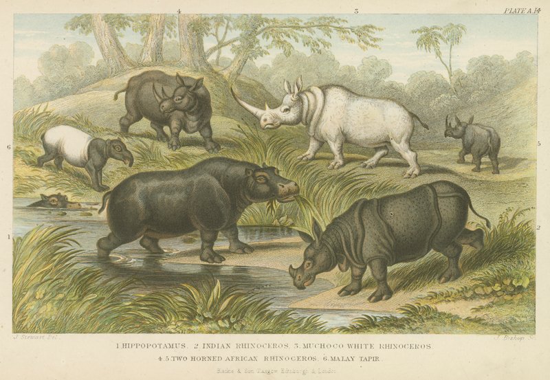Hippopotame, rhinocéros et tapir (gravure en couleur) - English School