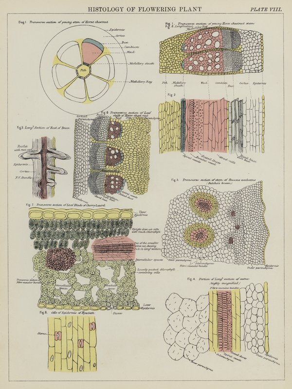 Histologie de la plante à fleurs (lithographie en couleur) - English School