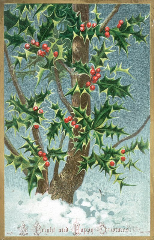 Houx, carte de Noël - English School