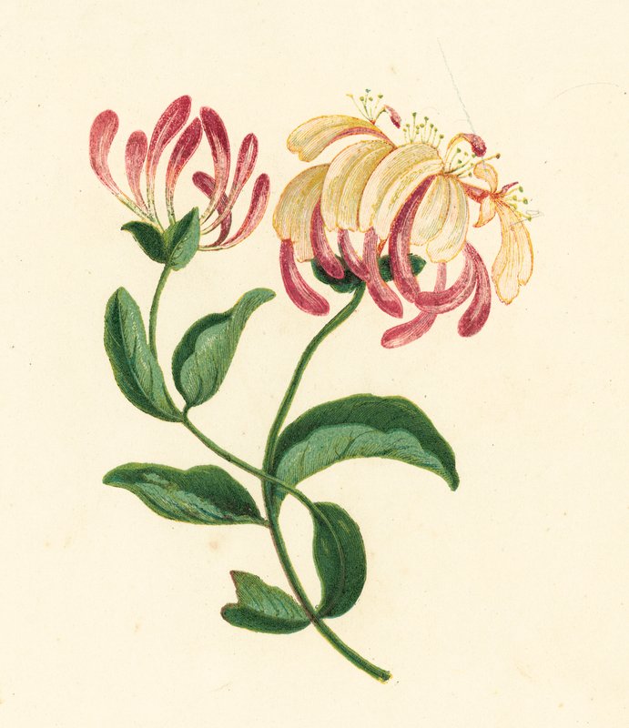 Chèvrefeuille (Lonicera periclymenum) - English School