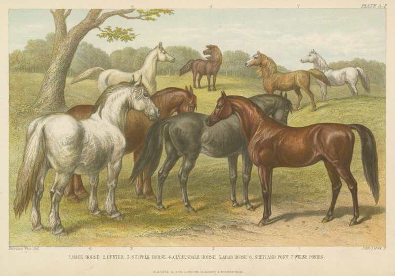 Chevaux et poneys (gravure en couleur) - English School