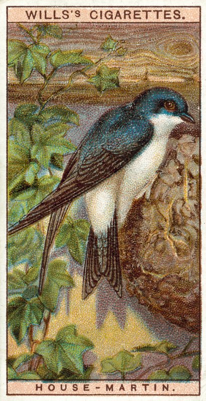 Hirondelle de fenêtre - English School