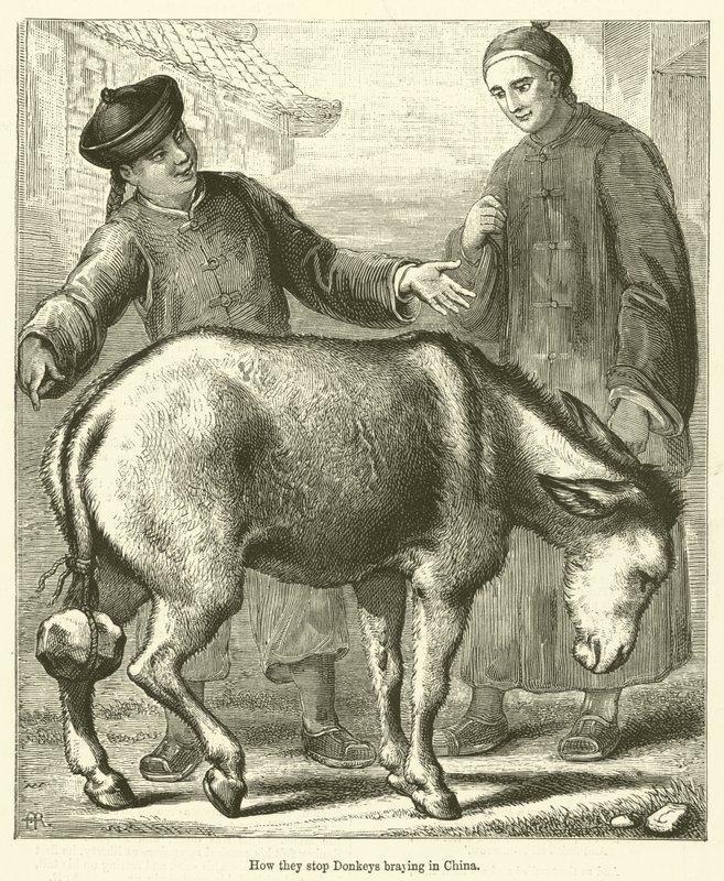 Comment on empêche les ânes de braire en Chine (gravure) - English School