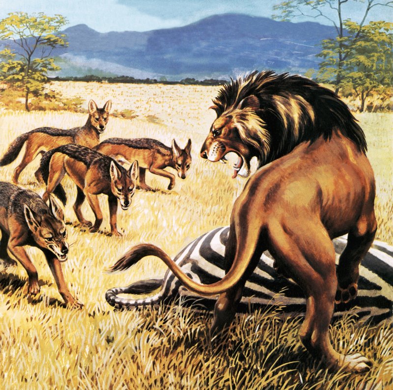 Hyènes venant nettoyer après un lion - English School