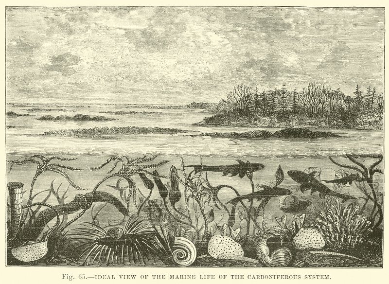 Vue idéale de la vie marine du système carbonifère - English School