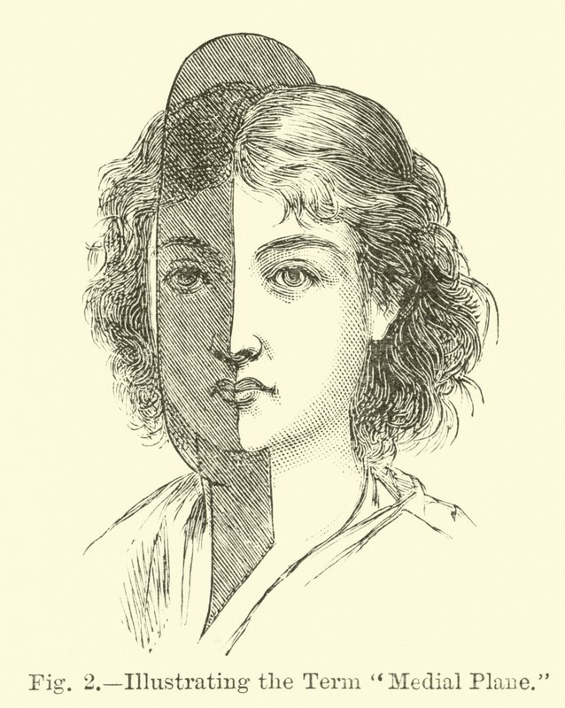Illustration du terme plan médian - English School