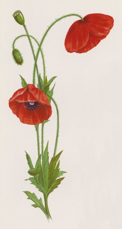 Illustration pour Un rêve de jardin - English School