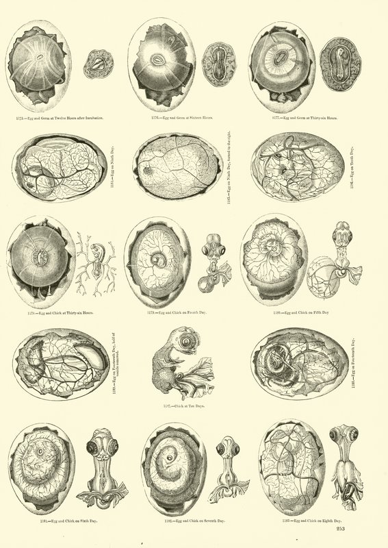Incubation d