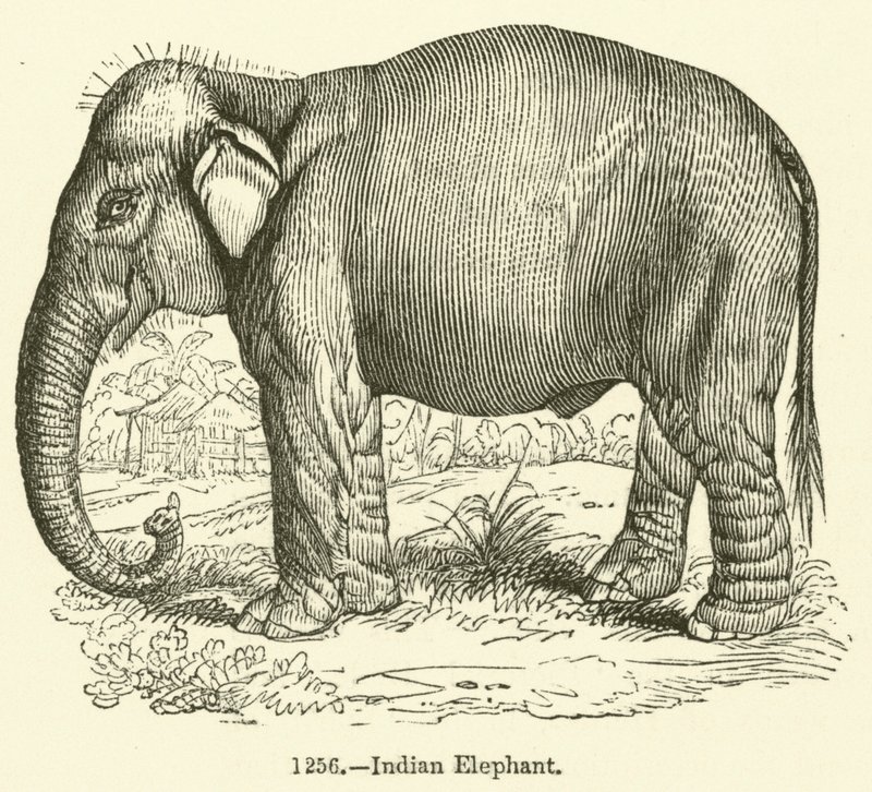 Éléphant indien - English School