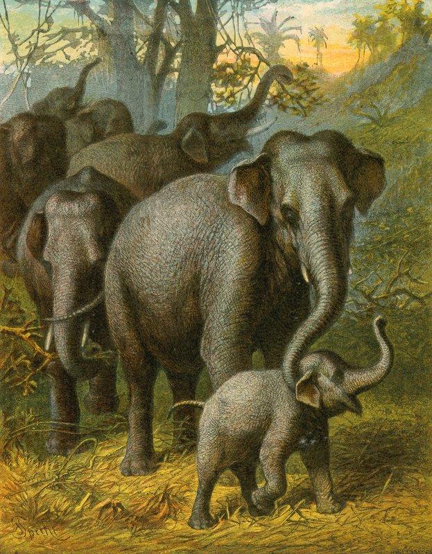 Éléphants indiens - English School
