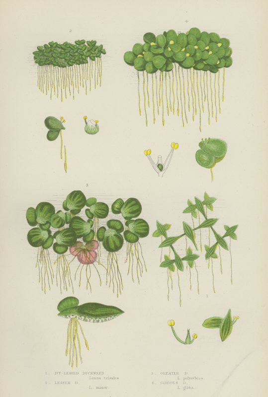 Lentille d