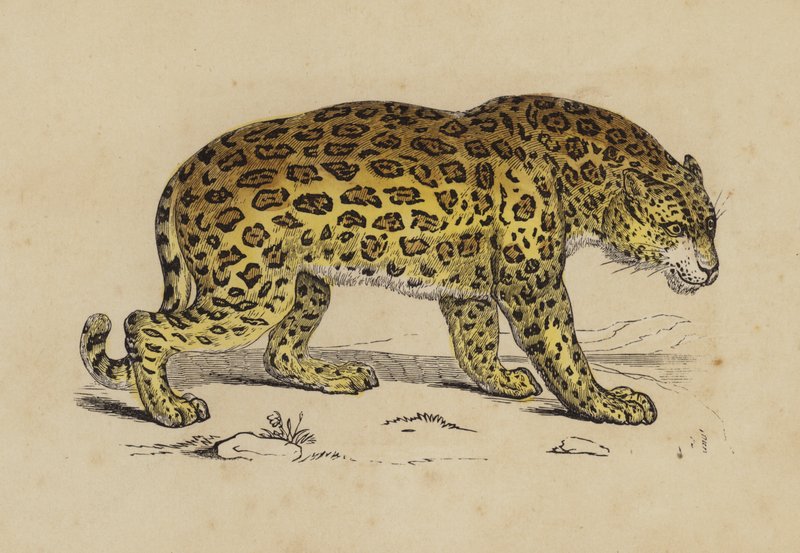 Jaguar - English School