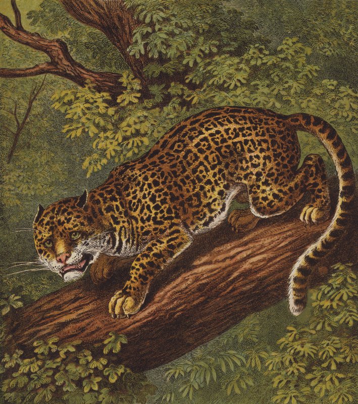 Jaguar - English School