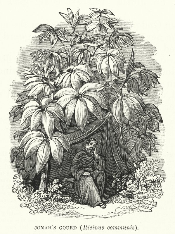 Courge de Jonas, Ricinus communis (gravure) - English School