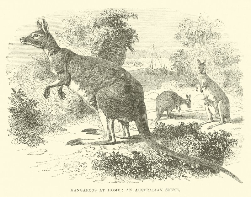 Kangourous chez eux, une scène australienne - English School
