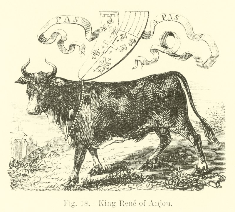 Roi René d