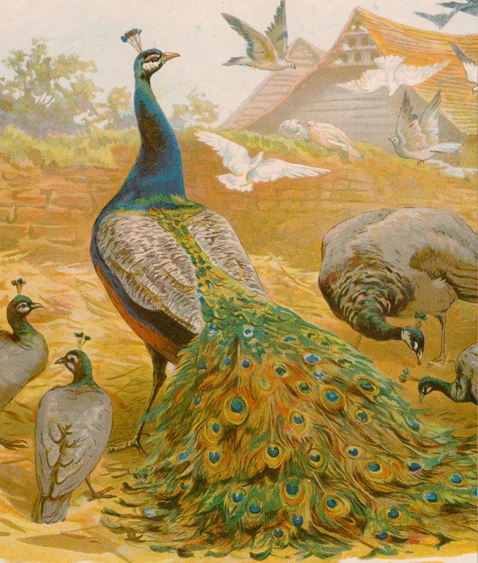 Le roi de la basse-cour - English School