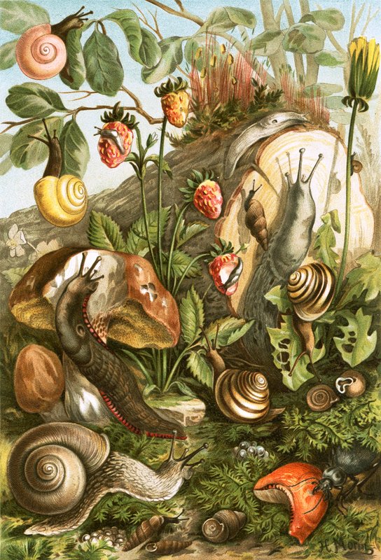 Mollusques terrestres - English School