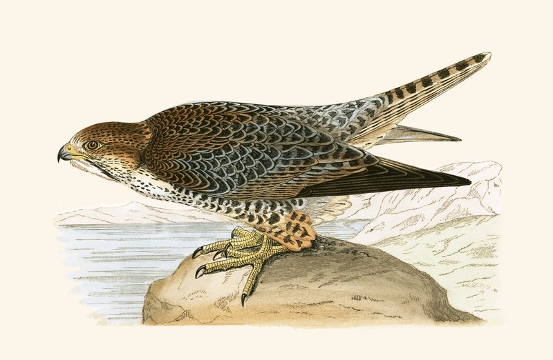 Faucon lanier, illustration de 