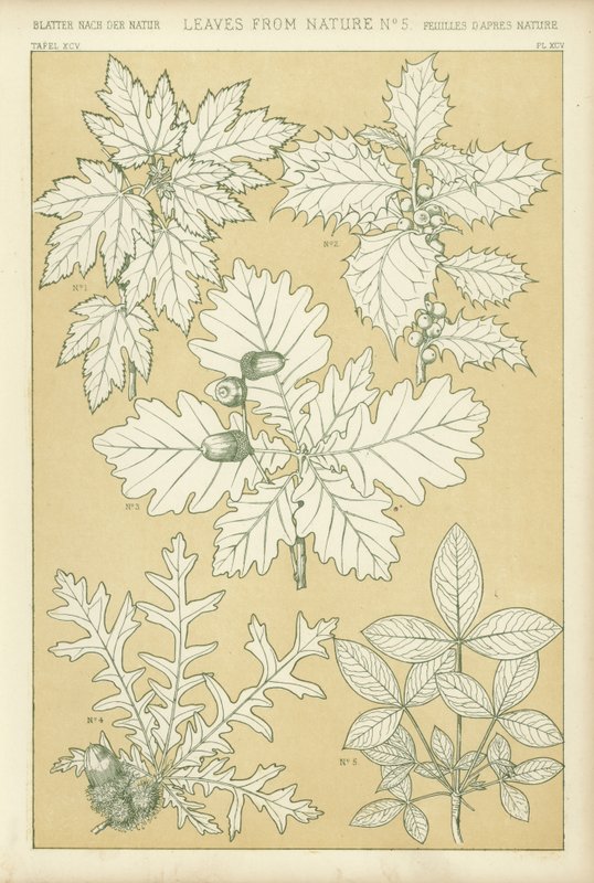 Feuilles de la nature - English School