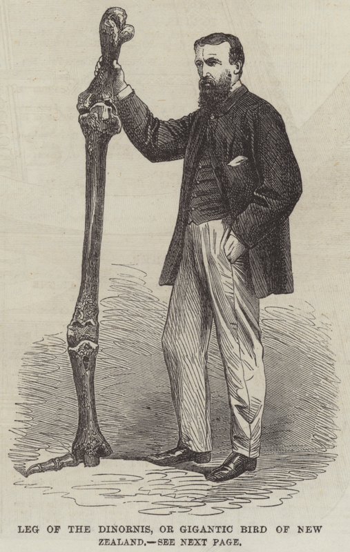 Patte du Dinornis, ou oiseau géant de Nouvelle-Zélande - English School