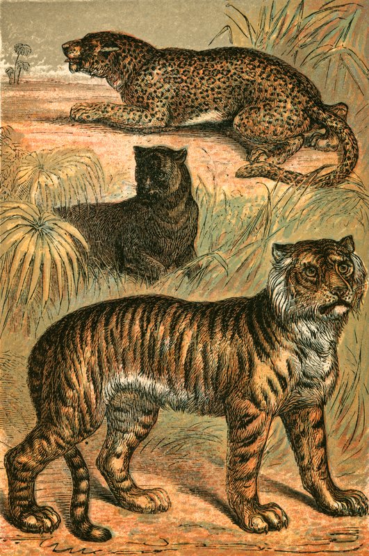 Léopard, Panthère noire et Tigre - English School