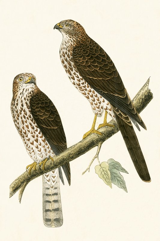 Épervier levantin, illustration de 