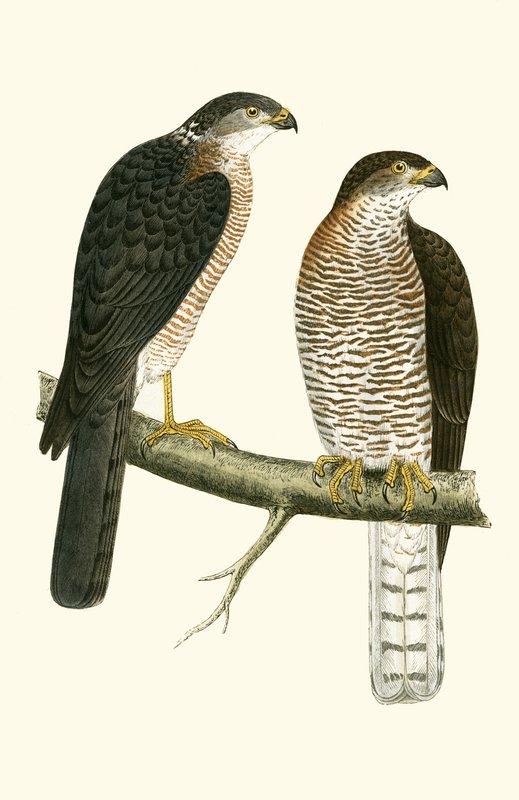 Épervier levantin, illustration de 