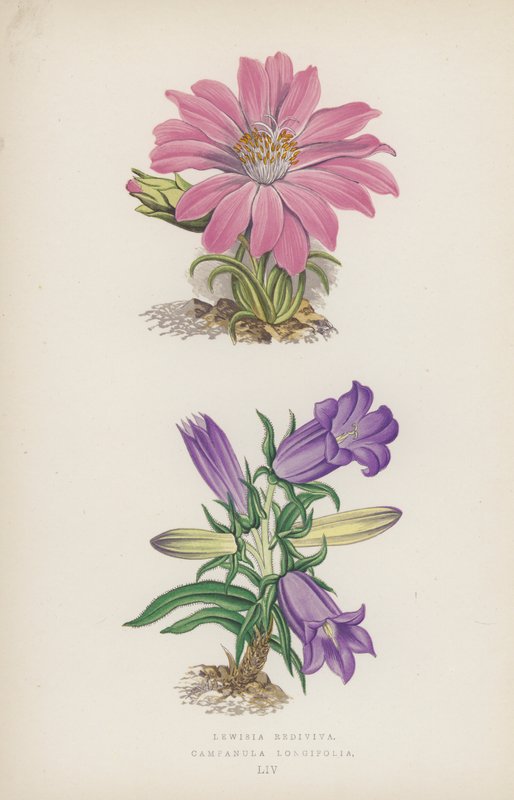 Lewisia Rediviva; Campanula Longifolia - English School