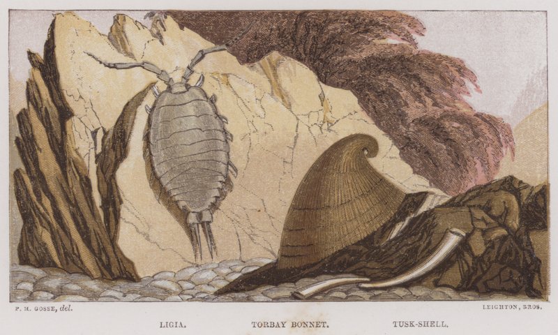 Ligia, Bonnet de Torbay, Coquille de Tusk - English School